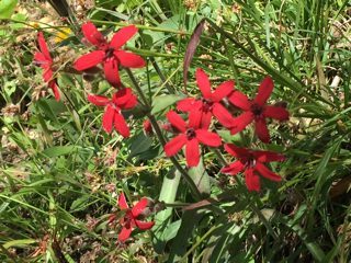 Red wild flowers 